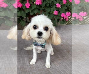 Cavachon Dogs for adoption in Lewistown, PA, USA