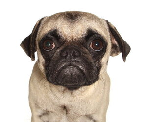 Medium Photo #3 Pug Puppy For Sale in Oakland Park, FL, USA