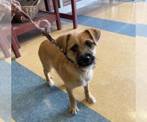 Mutt Dogs for adoption in Little Elm, TX, USA
