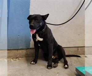 American Pit Bull Terrier-Labrador Retriever Mix Dogs for adoption in Camarillo, CA, USA