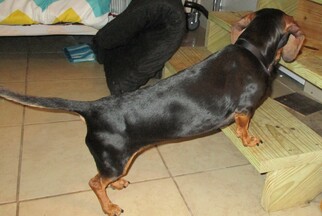 Dachshund Dogs for adoption in Okeechobee, FL, USA