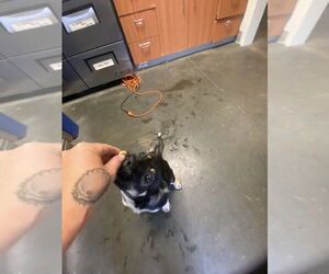 Siberian Husky-Unknown Mix Dogs for adoption in Santa Cruz, CA, USA