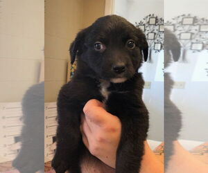 Labrador Retriever-Unknown Mix Dogs for adoption in Amarillo, TX, USA