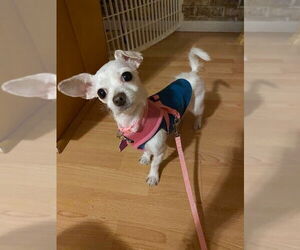 Chihuahua-Unknown Mix Dogs for adoption in Mundelein, IL, USA