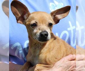 Chihuahua Dogs for adoption in Prattville, AL, USA