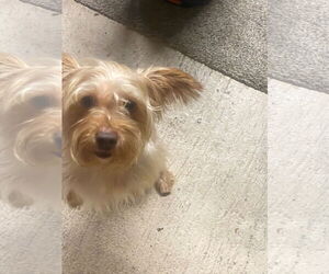 Mutt Dogs for adoption in Spring, TX, USA