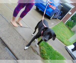 Boxador Dogs for adoption in Murfreesboro, TN, USA