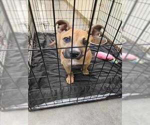 American Pit Bull Terrier-Unknown Mix Dogs for adoption in Texas City, TX, USA