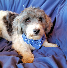 Maltipoo Dogs for adoption in Bon Carbo, CO, USA