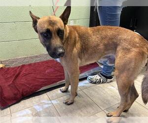 German Shepherd Dog-Unknown Mix Dogs for adoption in Grand Prairie, TX, USA