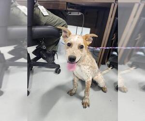 Mutt Dogs for adoption in Temple, TX, USA