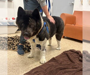 Akita Dogs for adoption in Boston, MA, USA