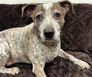 Mutt Dogs for adoption in Anchorage, AK, USA