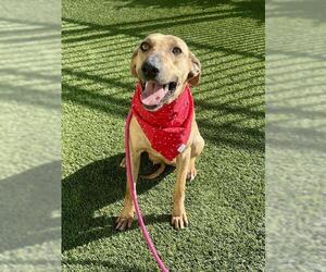 Black Mouth Cur-Rhodesian Ridgeback Mix Dogs for adoption in Baytown, TX, USA