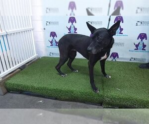 Shepradors Dogs for adoption in Orlando, FL, USA