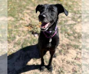 Borador Dogs for adoption in Aurora, CO, USA