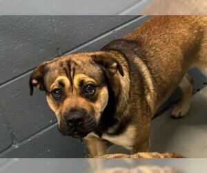 Mutt Dogs for adoption in Rowlett, TX, USA