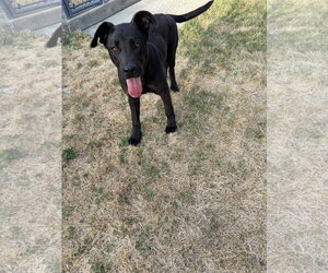 German Shepherd Dog-Neapolitan Mastiff Mix Dogs for adoption in McDonough, GA, USA