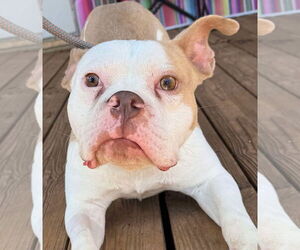 Bulldog Dogs for adoption in Hillsboro, NH, USA