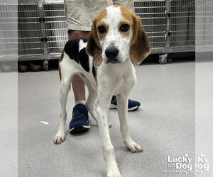 Mutt Dogs for adoption in Washington, DC, USA