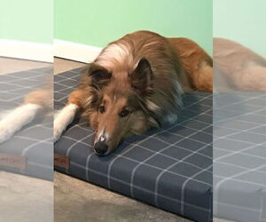 Collie Dogs for adoption in Chantilly, VA, USA