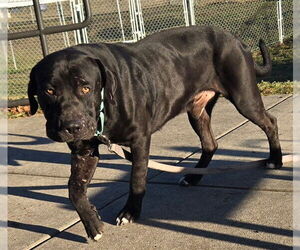 Mutt Dogs for adoption in Ocala, FL, USA