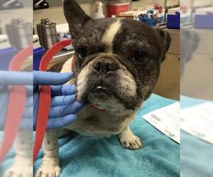 French Bulldog Dogs for adoption in Riverside, CA, USA
