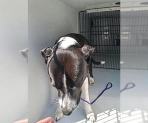 Labrador Retriever-Unknown Mix Dogs for adoption in Houston, TX, USA