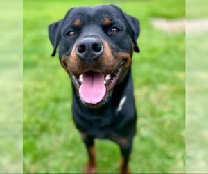 Rottweiler Dogs for adoption in Riverside, CA, USA