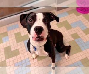 American Pit Bull Terrier-Unknown Mix Dogs for adoption in Fort Collins, CO, USA