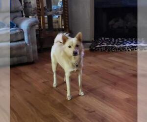 Finnish Spitz Dogs for adoption in Coldwater, MI, USA