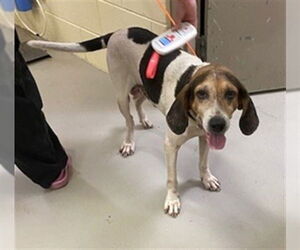 Mutt Dogs for adoption in Sanford, FL, USA