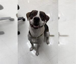 American Pit Bull Terrier-Unknown Mix Dogs for adoption in Corpus Christi, TX, USA