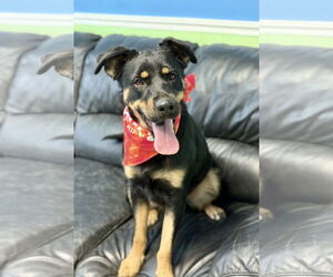 Shepweiller Dogs for adoption in Spring Lake, NJ, USA