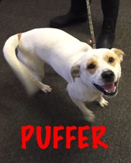 Medium Photo #1 Mutt Puppy For Sale in Waycross, GA, USA