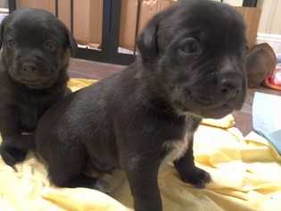 Labbe Dogs for adoption in Rockaway, NJ, USA