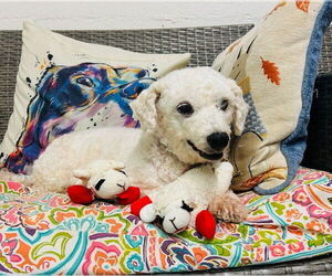 Mutt Dogs for adoption in Ellijay, GA, USA