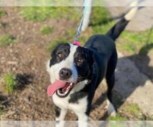 Border Collie Dogs for adoption in McKinleyville, CA, USA