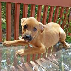 Medium Photo #1 Labrador Retriever-Unknown Mix Puppy For Sale in Palatine/Kildeer/Buffalo grove, IL, USA