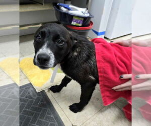 Labrador Retriever-Unknown Mix Dogs for adoption in Franklin, North Carolina, NC, USA