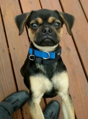 Puggle Dogs for adoption in Bristol, TN, USA