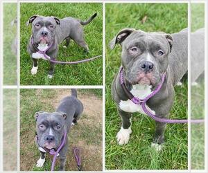American Pit Bull Terrier-Unknown Mix Dogs for adoption in Westminster, MD, USA