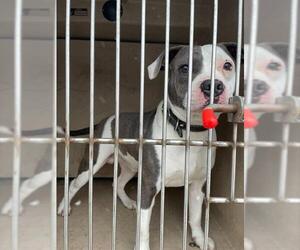 American Pit Bull Terrier-Unknown Mix Dogs for adoption in Oklahoma City, OK, USA