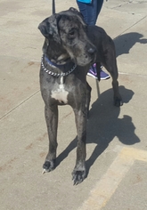 Great Dane Dogs for adoption in FAIRLAWN, OH, USA