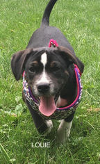 Medium Photo #1 American Bulldog-Unknown Mix Puppy For Sale in Lorain, OH, USA