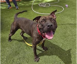 American Pit Bull Terrier-Unknown Mix Dogs for adoption in Las Vegas, NV, USA