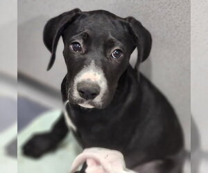 Catahoula Leopard Dog-Unknown Mix Dogs for adoption in Walnutport, PA, USA