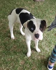 American Bulldog Dogs for adoption in Cochran, GA, USA