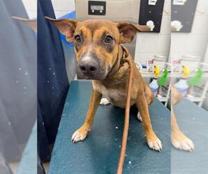 Black Mouth Cur-Unknown Mix Dogs for adoption in Mobile, AL, USA