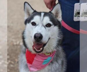 Siberian Husky-Unknown Mix Dogs for adoption in San Antonio, TX, USA
